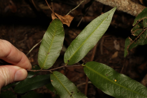 Image of Meiogyne stenopetala by (c) Greg Tasney, some rights reserved (CC BY-SA)
