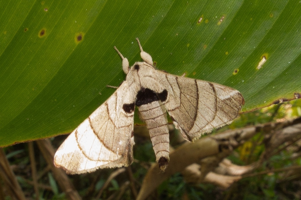 Hygrochroa