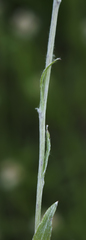 Antennaria parlinii fallax
