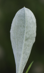 Antennaria parlinii fallax