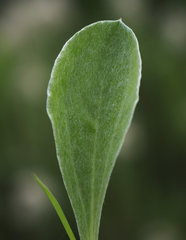 Antennaria parlinii fallax