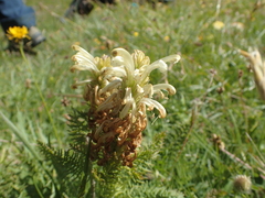 Pedicularis comosa