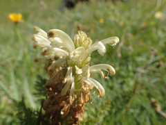 Pedicularis comosa