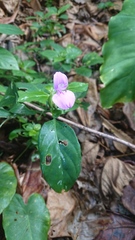 Dicliptera tinctoria