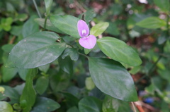 Dicliptera tinctoria