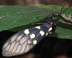 Gaeana maculata
