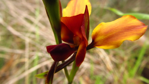 Image of Diuris magnifica by (c) A.J. Anderson, some rights reserved (CC BY)