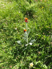 Tephroseris integrifolia capitata