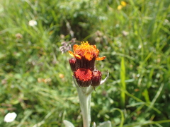 Tephroseris integrifolia capitata
