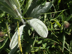 Tephroseris integrifolia capitata