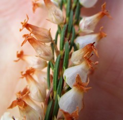 Erica albens longiflora