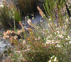 Erica albens longiflora