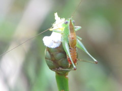 Odontoxiphidium apterum