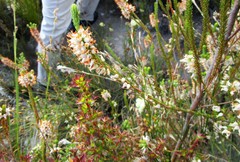 Erica albens longiflora