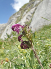 Pedicularis gyroflexa