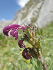 Pedicularis gyroflexa
