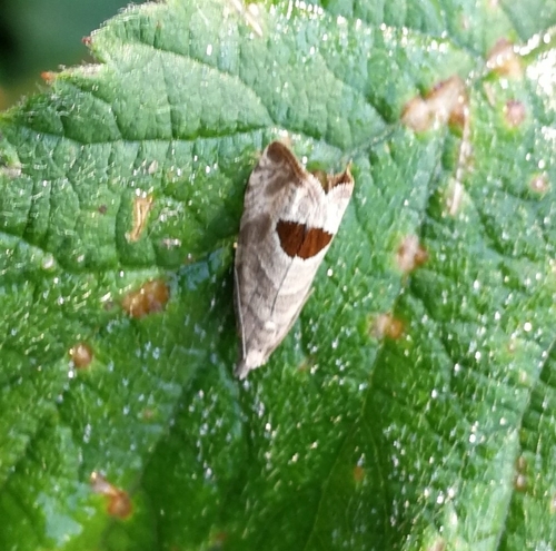obaľovač Uddmannov (Notocelia uddmanniana)