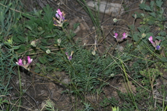 Astragalus macropus