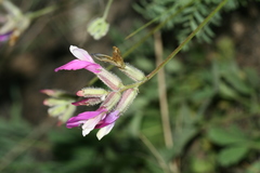 Astragalus macropus