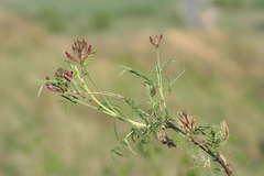 Astragalus cornutus