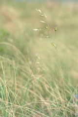 Helictotrichon desertorum
