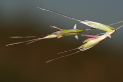 Helictotrichon desertorum