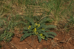 Astragalus wolgensis