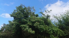 Eriobotrya deflexa