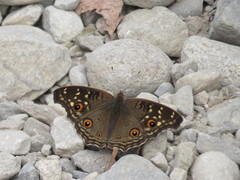 Junonia lemonias aenaria