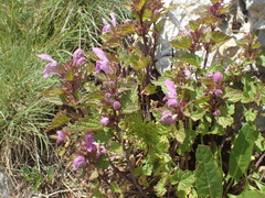 Lamium garganicum