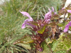 Lamium garganicum