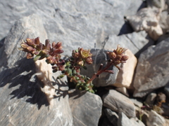 Sedum atratum