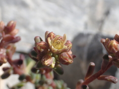 Sedum atratum