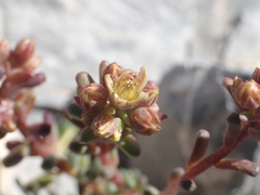 Sedum atratum