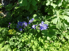 Aquilegia alpina