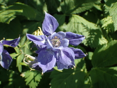 Aquilegia alpina
