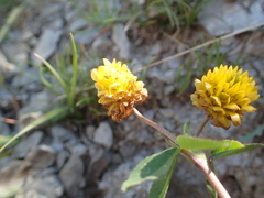 Trifolium badium