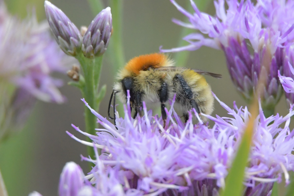 Moss Carder bee from Баганский р-н, Новосибирская обл., Россия on ...