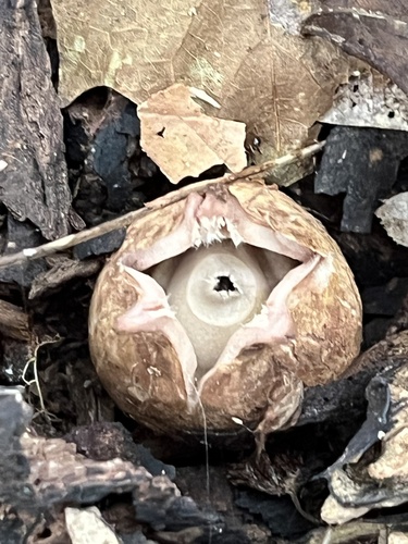 Geastrum triplex