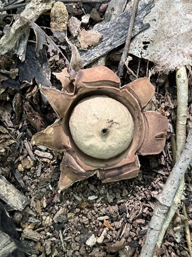 Geastrum triplex (Photo 2 of 5)