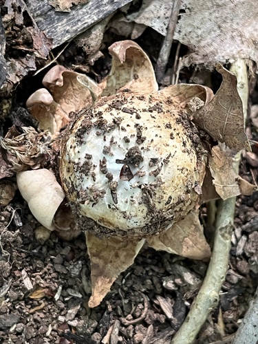 Geastrum triplex (Photo 3 of 5)