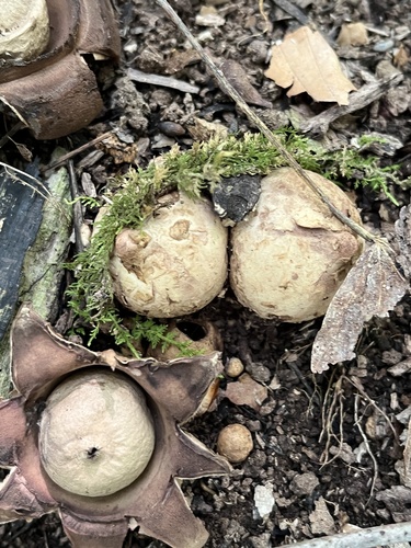Geastrum triplex (Photo 4 of 5)