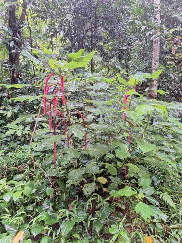 Image of Acalypha hispida by (c) Heidi Meudt, some rights reserved (CC BY)