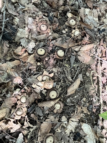 Geastrum triplex (Photo 5 of 5)