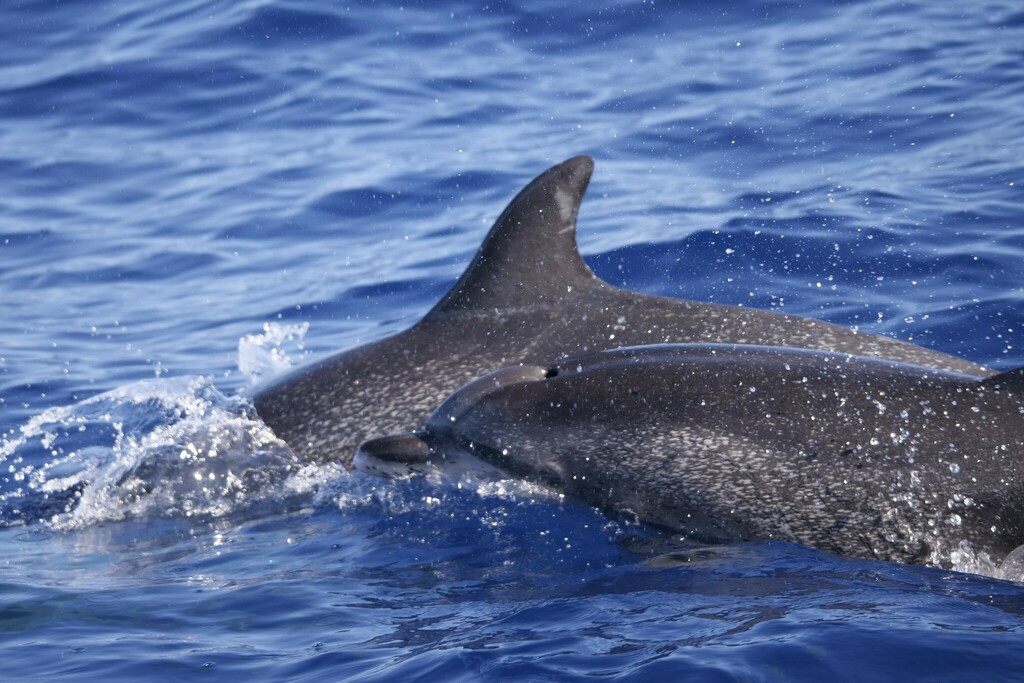 Atlantic Spotted Dolphin from Portugal on August 15, 2023 at 10:15 AM ...