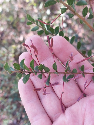 Acacia undulifolia, 2023-08-20