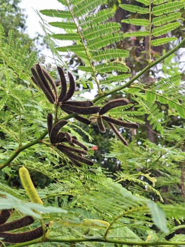 Mimosa pigra (Mimosa pigra)