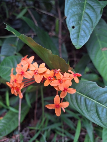 Image of Ixora congesta by (c) Heidi Meudt, some rights reserved (CC BY)