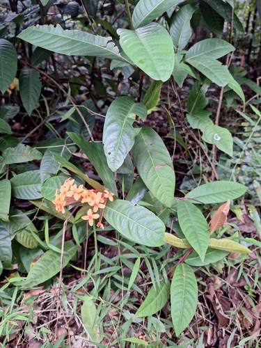 Image of Ixora congesta by (c) Heidi Meudt, some rights reserved (CC BY)