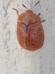 Chelymorpha indigesta